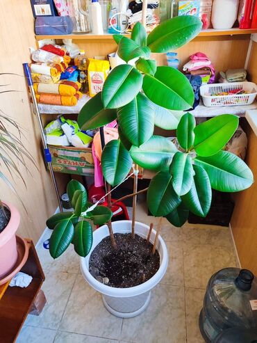 Otaq bitkiləri: Otaq bitkiləri dəsti – dibçəklərlə birlikdə. Zəhmət olmasa zəng edin — 10