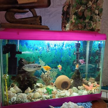 akvarium balıqlar: Akvarium +balıqlar 33*45 sm.Qiyməti 100 azn. Ünvan Şamaxinka