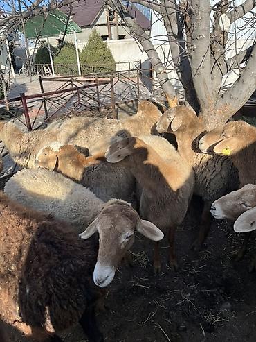 Баран, овца: Продаю | Овца (самка) | Для разведения — 5