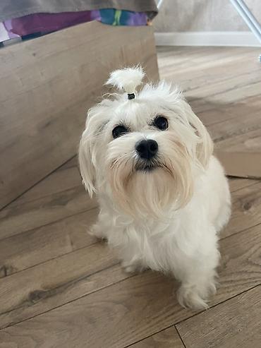 afcarka balası: Maltipoo (Maltese bişon) balaları – ağ, yumşaq və hipoallergen tüklü — 2