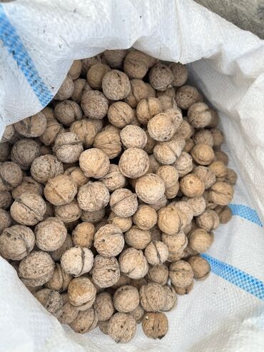 камуфляж форма бишкек: Продаю Грецкий орех в скорлупе - Цельные орехи в прочной скорлупе