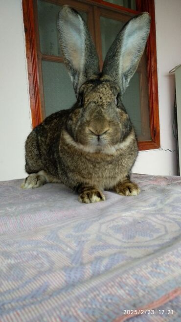 Dovşanlar: Flandr cinsli dovşanlar satılır. 2-3-4 aylıqlardı. Təmiz qandı. Ətlik -da lalafo.az — 9 Dovşanlar: Flandr cinsli dovşanlar satılır. 2-3-4 aylıqlardı. Təmiz qandı. Ətlik — 9