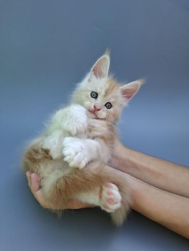 продаю чихуахуа: 🐾 ЭКСКЛЮЗИВНЫЙ КОТЁНОК МЕЙН-КУН ПОЛИДАКТ 🐾 Предлагается к продаже — 4