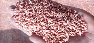 семена зерно: Семена и саженцы