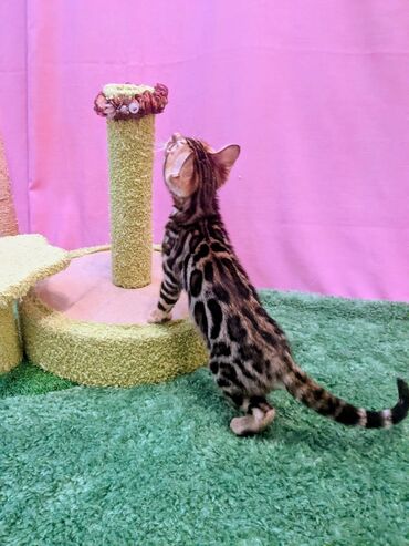 Продажа кошек: Бенгальская, 2 месяца, Мальчик, Приучена к лотку, Проглистована, С документами — 8