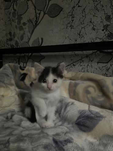 Животные: Кошка даром: Беспородная, 1 месяц, Девочка, Приучена к лотку, Проглистована — 2