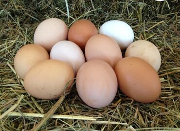 Животные: Инкубационный яйцо от хороших бойцовых кровей, есть петух привозной