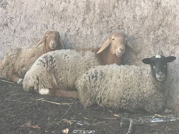 Бараны, овцы: Продаю | Овца (самка) | Для разведения | Племенные — 9