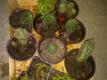 stakleni sto za dnevnu sobu: Kaktusi