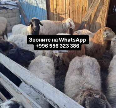 куплю корм для животных: Сатам | Кочкор (эркек) | Көбөйтүү үчүн