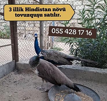 3 illik Hindistan növü tovuzquşu satıram sağlam həyətimin quşlarıdır