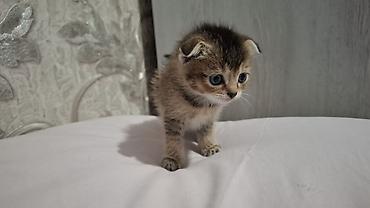 Pişiklər: Britain Şotland Bala Pişikler Satılır! 5 denedir 1ay 10gunluy — 8