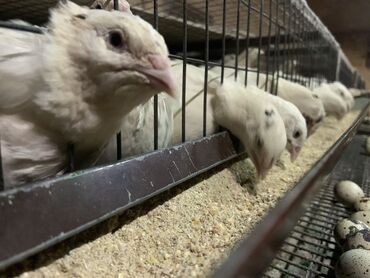 купить корм для перепелов несушек: Продаю перепелок! Порода золотой феникс и Техас! Возраст 2 месяца!