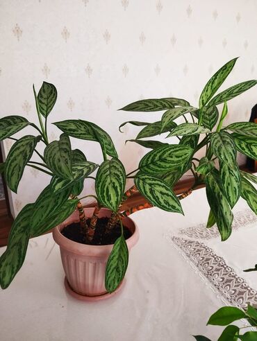 Диффенбахии: Диффенбахии at lalafo.kg — 4 Диффенбахии: Диффенбахии — 4