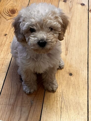 İtlər: Pudel, 2 ay, Erkek, Peyvəndli, Ödənişli çatdırılma — 9