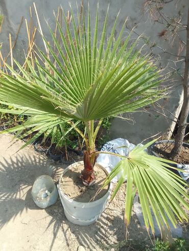 Şitillər: Bütün növ dekarativ ağacların və kol bitkiləri və meyvə ağacların -da lalafo.az — 21 Şitillər: Bütün növ dekarativ ağacların və kol bitkiləri və meyvə ağacların — 21