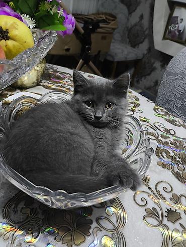 Кошки: Шотландская длинношерстная, Самка, В добрые руки — 1
