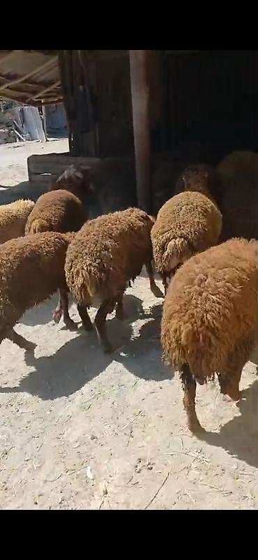 ətlik dovşan: Erkək,Dişi Quzular Satılır📍Diri Çəkisi 10manatdan stitqasız,diri — 6