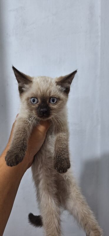 котёнок бесплатно: Добрый день,отдам котят в хорошие руки,всё кушают, проглистованы все