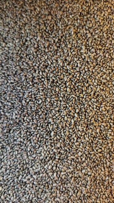 Семена и саженцы: Беде урук сорт Межатинский 6. 7 жылдык гарантия 100 %