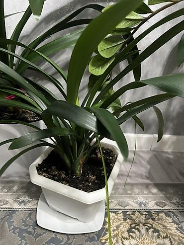 Лилии: Кливия (Clivia miniata) в горшке - Эффектное комнатное растение с — 3