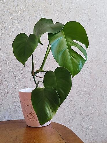 Monstera, ərazidən asılı olaraq çatdırılma ola bilər lalafo.az -da Monstera, ərazidən asılı olaraq çatdırılma ola bilər