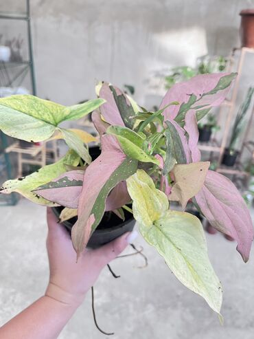 Другие услуги: Продаю цветы😍 Очень много разных 🪴🎋🍃🌱 Антуриумы Спатифиллум Алоказия — 21