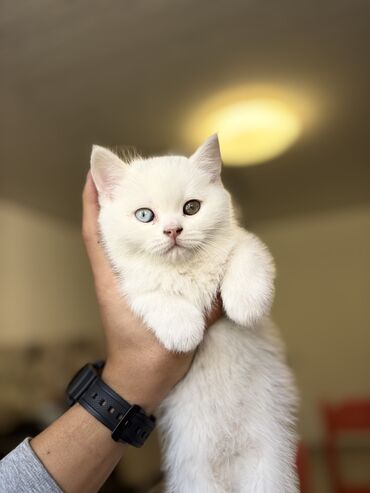 возьму кошку в добрые руки: Скотиш Страйт (Шотландиялык тик кулактуу), 2 айлык, Эркек, Ак, Лотокко барууга үйрөтүлгөн