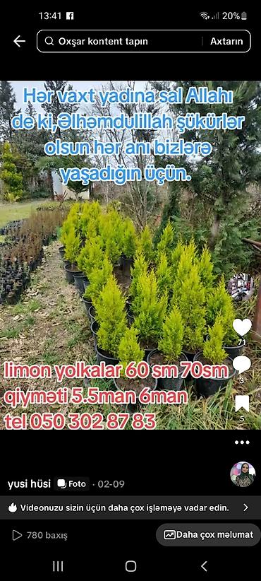 çilədağı bitkisi qiyməti: Məhsul: Limon yolka fidanları (qabda) - Növ: Limon rəngli — 1