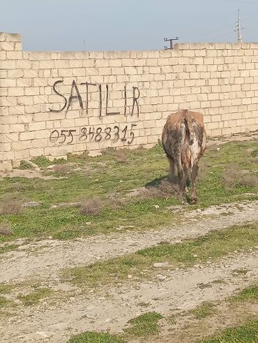 Inəklər, öküzlər: Balasiz satılır