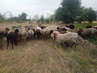 куплю баран село ленинское: Продаю | Баран (самец) | На забой