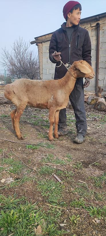 Баран, овца: Продаю | Овца (самка) | Арашан | Для разведения | Матка — 6