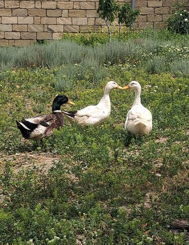 qara pitbull: Dişi, Damazlıq, Pulsuz çatdırılma