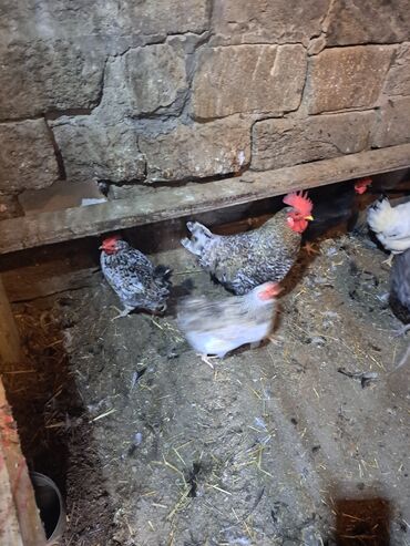 Toyuqlar: Toyuq, Damazlıq — 5