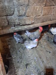 Toyuqlar: Tam saglam yumurtayan toyuglar Bakının Digah kendi — 5