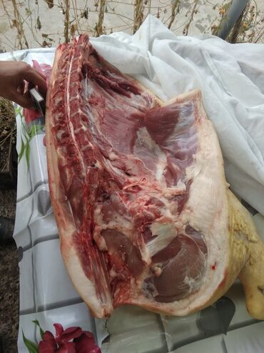 тушки уток in Кыргызстан | ПТИЦЫ: Продаю свинину,мясо молодое тушка 50- 60кг.Тушу делим на 4 части.Ливер