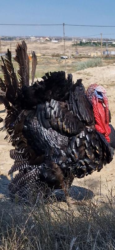 qaranquş yumurtası: Məhsul: Hind quşu yumurtası Təsvir: - Təbii şəraitdə bəslənən hind — 2