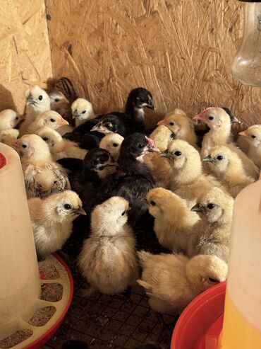 породы голубей фото цены: 🐣Продаю декоративные карликовые породы кур и петухов! Отличные