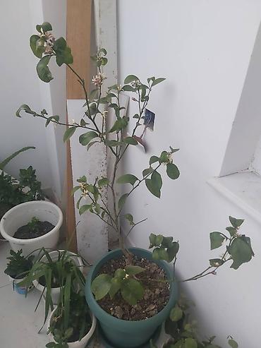 limon sam agaci: Limon ağacı. 40 azn — 4