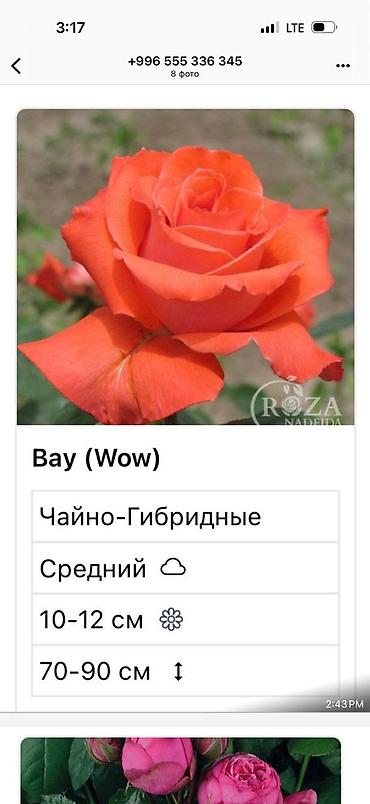 Роза: Саженцы — 4
