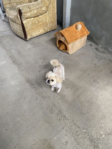 pekines itleri qiymeti: Pekines, 7 ay, Erkek, Peyvəndli, Ödənişli çatdırılma