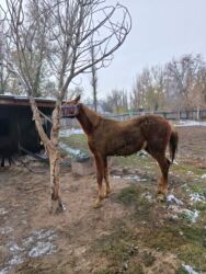 сколько стоит кролик домашний: Продаю | Жеребенок | Полукровка | Рабочий at lalafo.kg сколько стоит кролик домашний: Продаю | Жеребенок | Полукровка | Рабочий