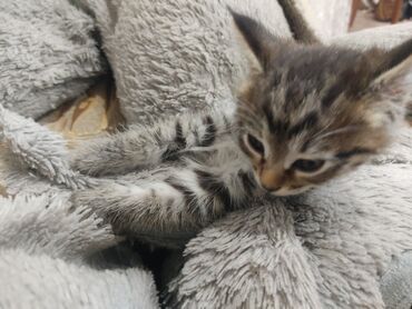 сколько стоят вислоухие кошки: 2 месяца, Мальчик, Приучена к лотку, Проглистована