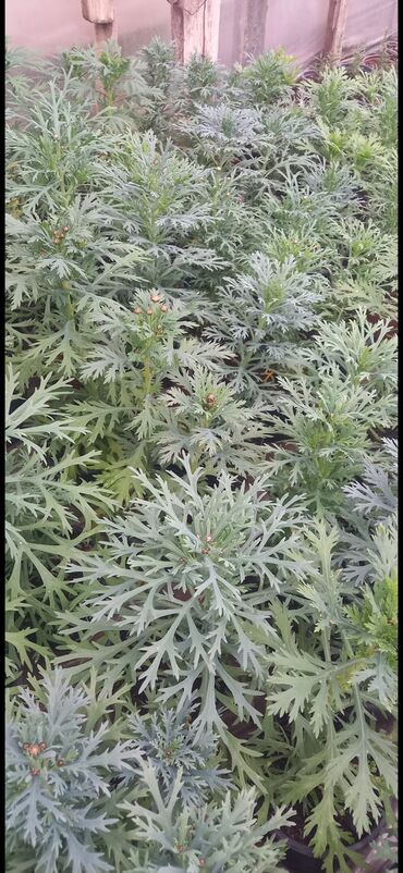 Çöl bitkiləri: Məhsul: Argyranthemum (Marguerit papatyası) – çoxillik, bolçiçəkli — 5