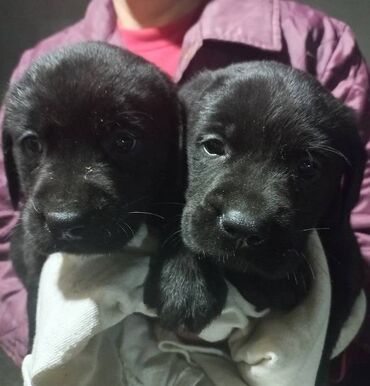 Psi: Labrador štenci na prodaju u žutoj i crnoj boji, oba pola u ponudi — 7