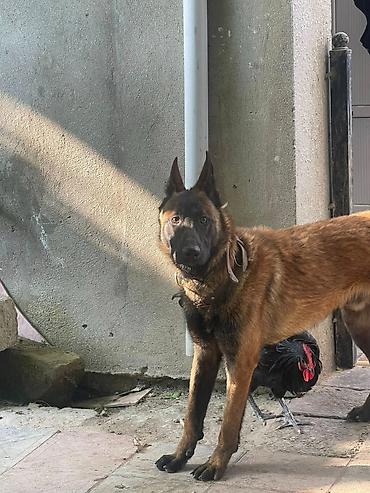 kuce iti: Belçika çoban iti, 11 ay, Erkək, Cütləşmə üçün — 2