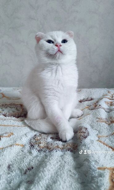 животные в добрые руки баку: Шотландская