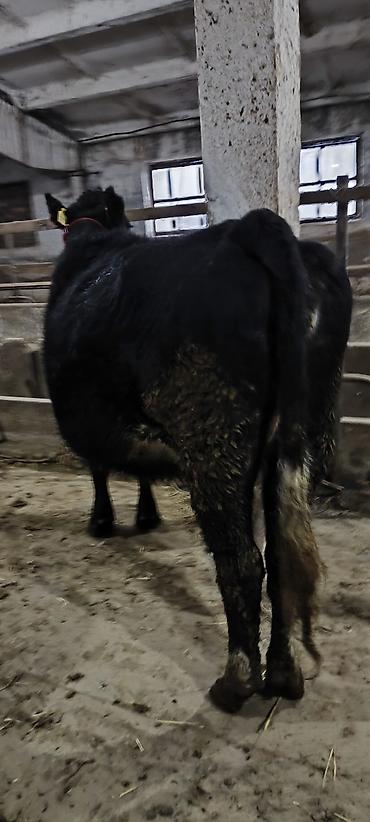 Коровы, быки: Продаю | Корова (самка) | Стельные — 11