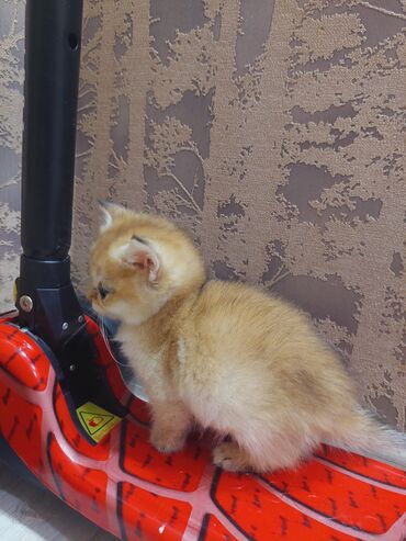 Pişiklər: Qızıl şinşilla, Erkək, Dişi, Yaxşı əllərə, Ünvandan götürmə -da lalafo.az — 19 Pişiklər: Qızıl şinşilla, Erkək, Dişi, Yaxşı əllərə, Ünvandan götürmə — 19