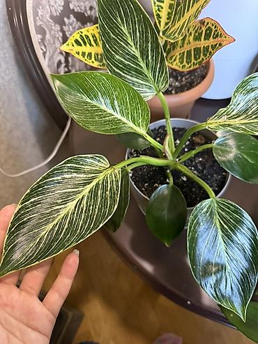 Philodendron Birkin - Növ: Aroid ailəsi, Philodendron “Birkin” -